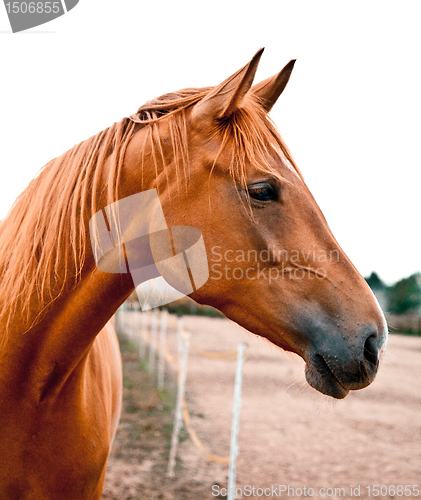 Image of Portrait of a Chestnut Horse