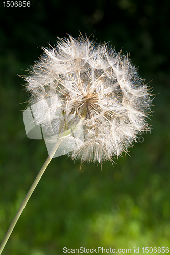 Image of Dandelion Seed Head