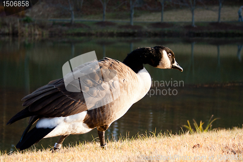 Image of Canada Goose by a Pond in the Fall