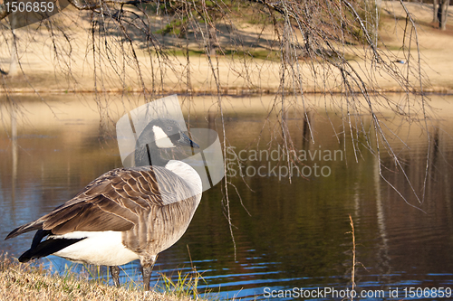 Image of Canada Goose by a Pond in the Fall