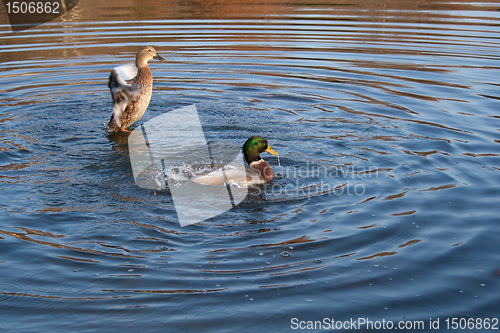 Image of Ducks