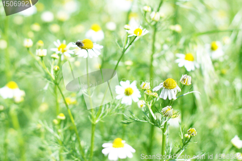 Image of green meadow 