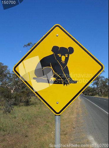 Image of Beware of koalas