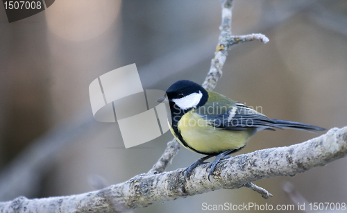 Image of Great tit