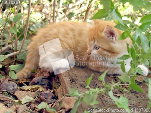 Image of Red cat