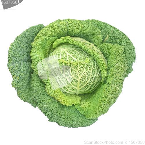 Image of Green cabbage isolated