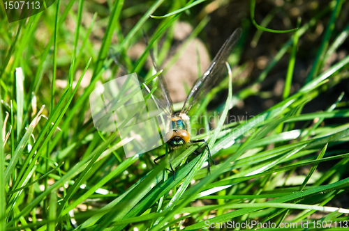 Image of Dragonfly Outdoor 