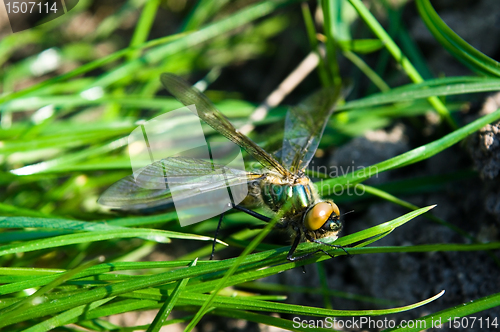 Image of Dragonfly Outdoor 
