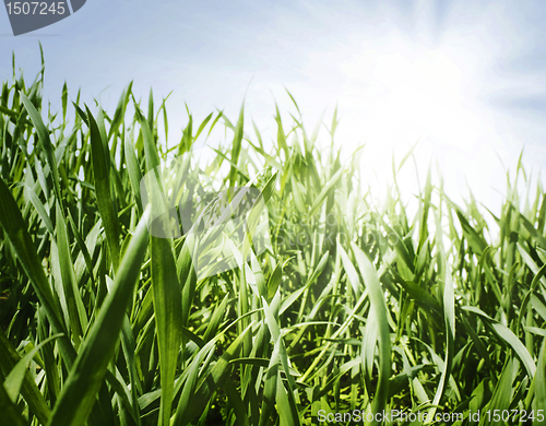 Image of spring grass