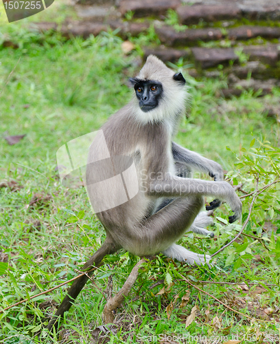 Image of Gray langur