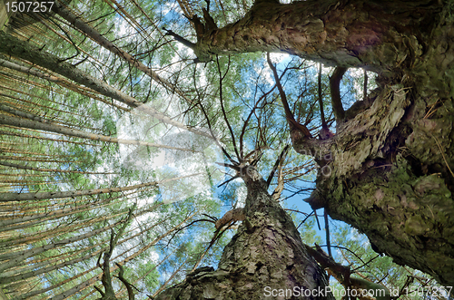 Image of tops of the trees 