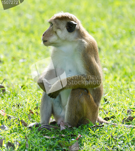 Image of Bonnet macaque portrait full-length