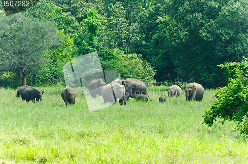 Image of wild Indian elephants in the nature 