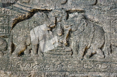 Image of elephants on ruins Polonnaruwa