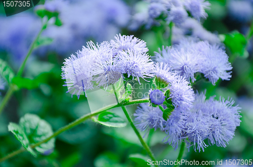 Image of blurred floral background