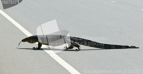 Image of Wild large monitor lizard ( Ceylon ).