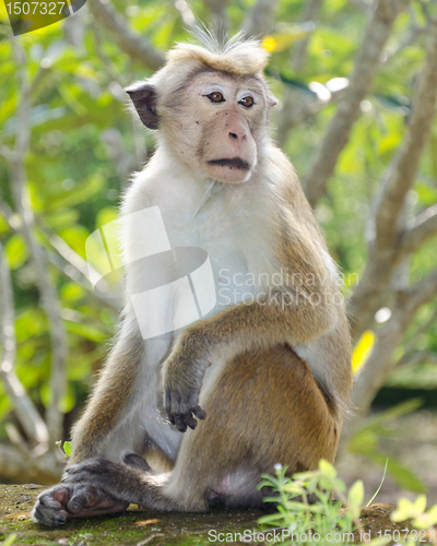 Image of Bonnet macaque portrait full-length