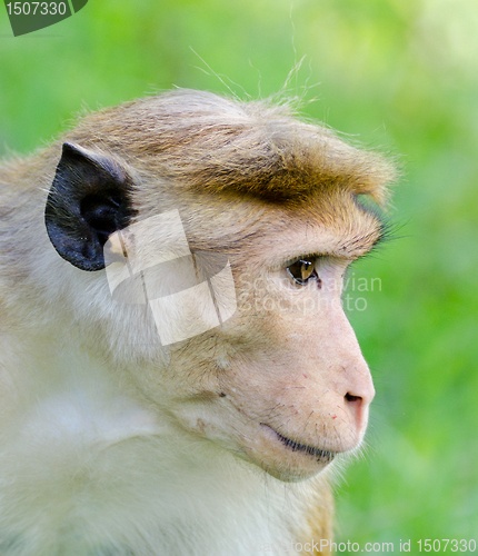 Image of Portrait of Ceylon macaque closeup