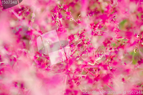 Image of blurred floral background