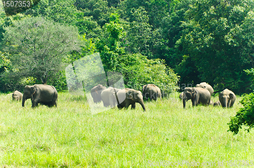 Image of wild Indian elephants in the nature 