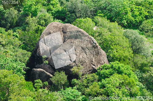 Image of rock in the jungle 