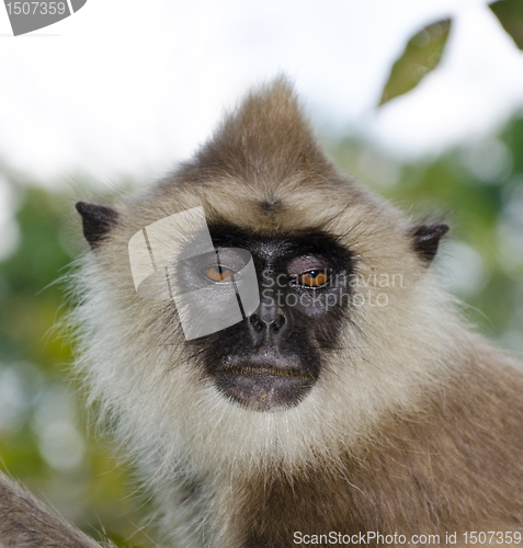 Image of  potrraite of Gray langur