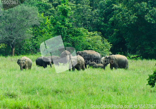 Image of wild Indian elephants in the nature 