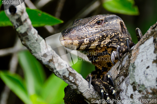 Image of Wild monitor lizard ( Ceylon ).