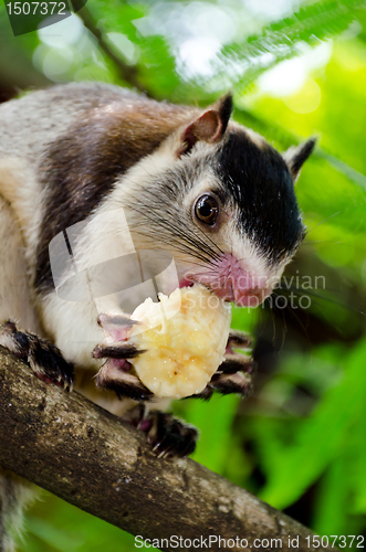 Image of grizzled giant squirrel Ratufa macroura