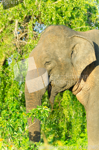 Image of adult male Indian elephant in the wild