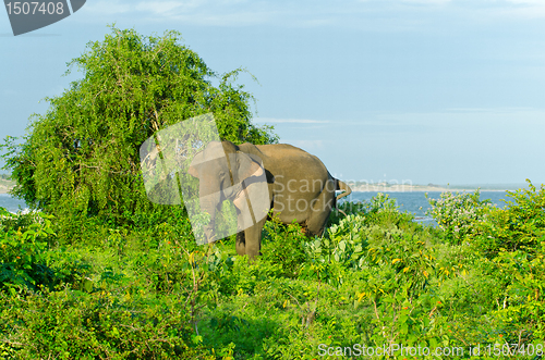 Image of adult male Indian elephant in the wild