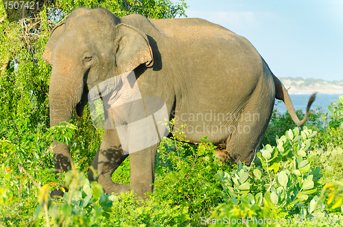 Image of adult male Indian elephant in the wild