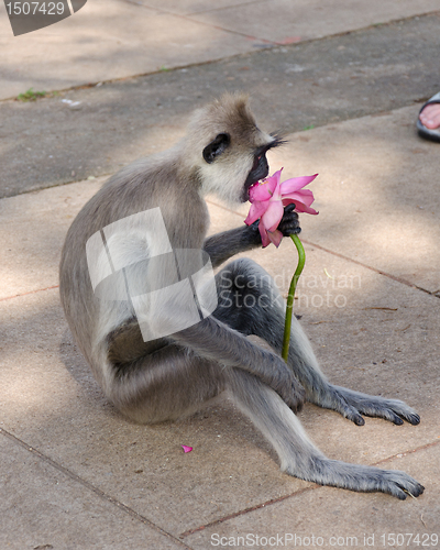 Image of Gray langur took away flower