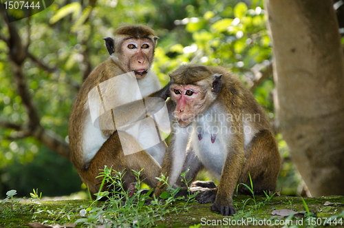 Image of pair of adult macaques Bonnet