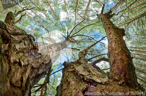 Image of tops of the trees 