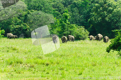 Image of wild Indian elephants in the nature 