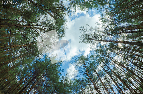 Image of tops of the trees 