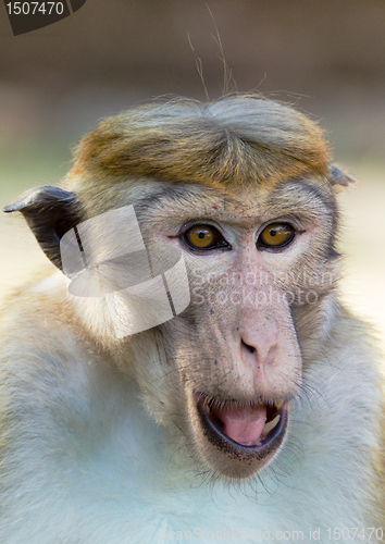 Image of Portrait of Ceylon macaque closeup
