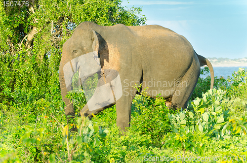 Image of adult male Indian elephant in the wild