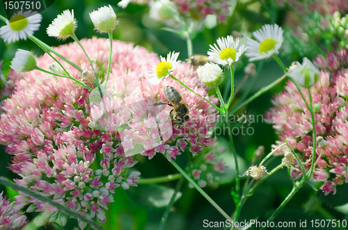 Image of blurred Sedum background and honeybee