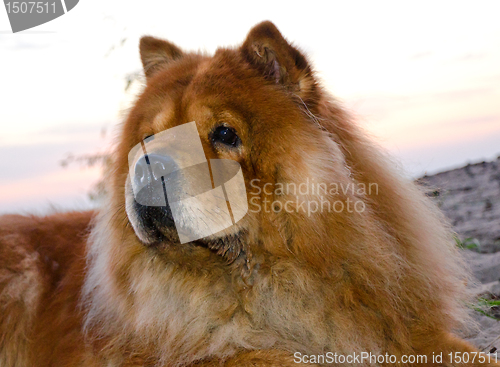 Image of chow dog