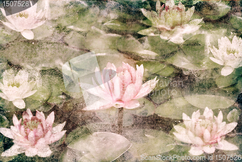 Image of Water Lily