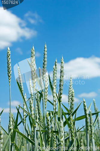 Image of Green wheat spikes