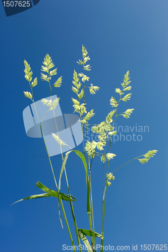 Image of Cocksfoot against blue sky
