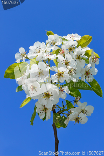 Image of Flowering cherry branch