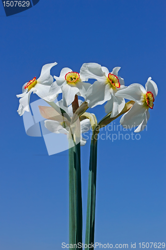 Image of Bouquet of narcissus