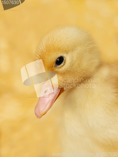 Image of Small duckling on yellow