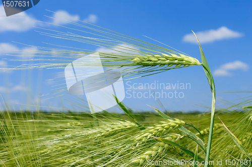 Image of Barley spikelets