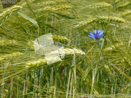 Image of Cornflower among barley field