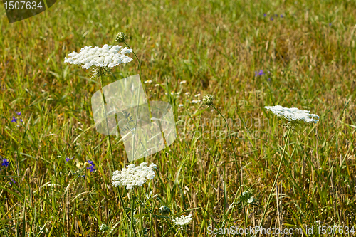 Image of Flowering Apiaceae Plants